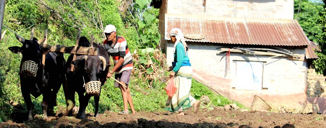 Agriculture Volunteer in Nepal